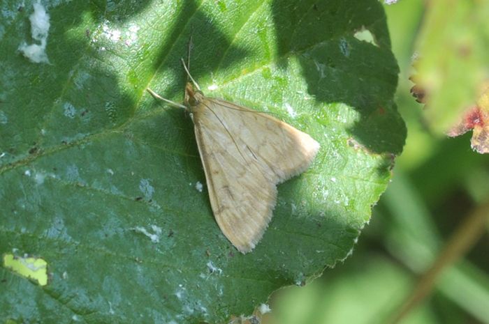 Pleuropya ruralis da confemare